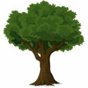 boomsoorten