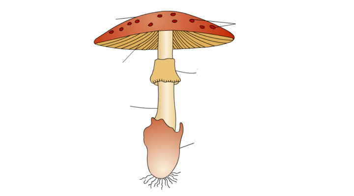anatomie van de paddenstoel