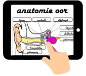 anatomie oor