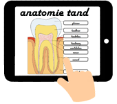 anatomie tand
