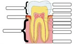 anatomie tand