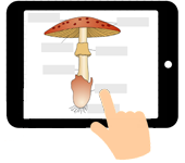 Link naar anatomie van de paddenstoel