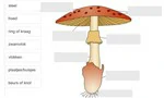 Link naar anatomie van de paddenstoel