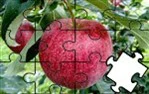 Puzzel thema fruit