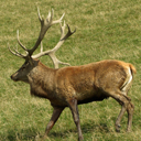 Edelhert