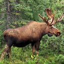 Eland