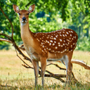 Ree