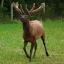 Wapiti