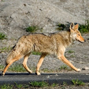 Coyote