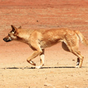 Dingo