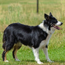 Hond