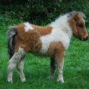 Pony
