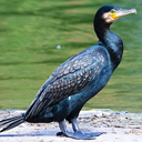 Aalscholver