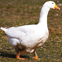 Gans