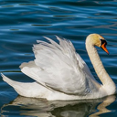 Zwaan